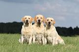 LABRADOR 424